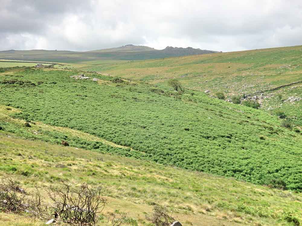 View to Yes Tor (Central) with West Mill Tor slightly to our right