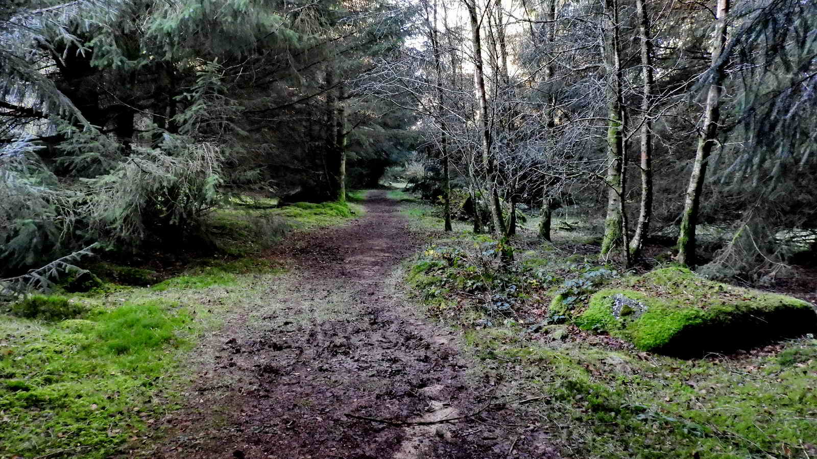 Through the woods