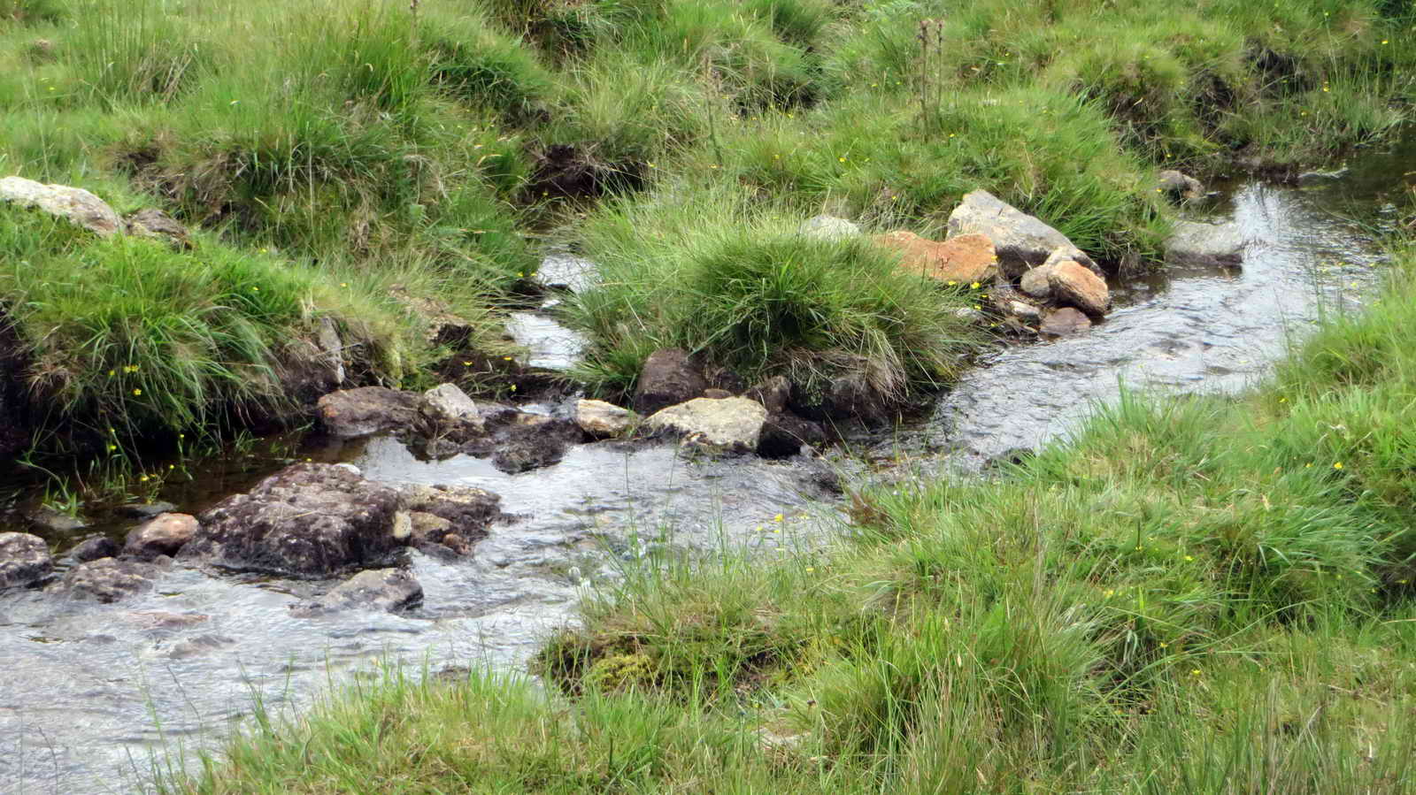 Drizzle and the head of the Longstone Leat at SX59150 67422