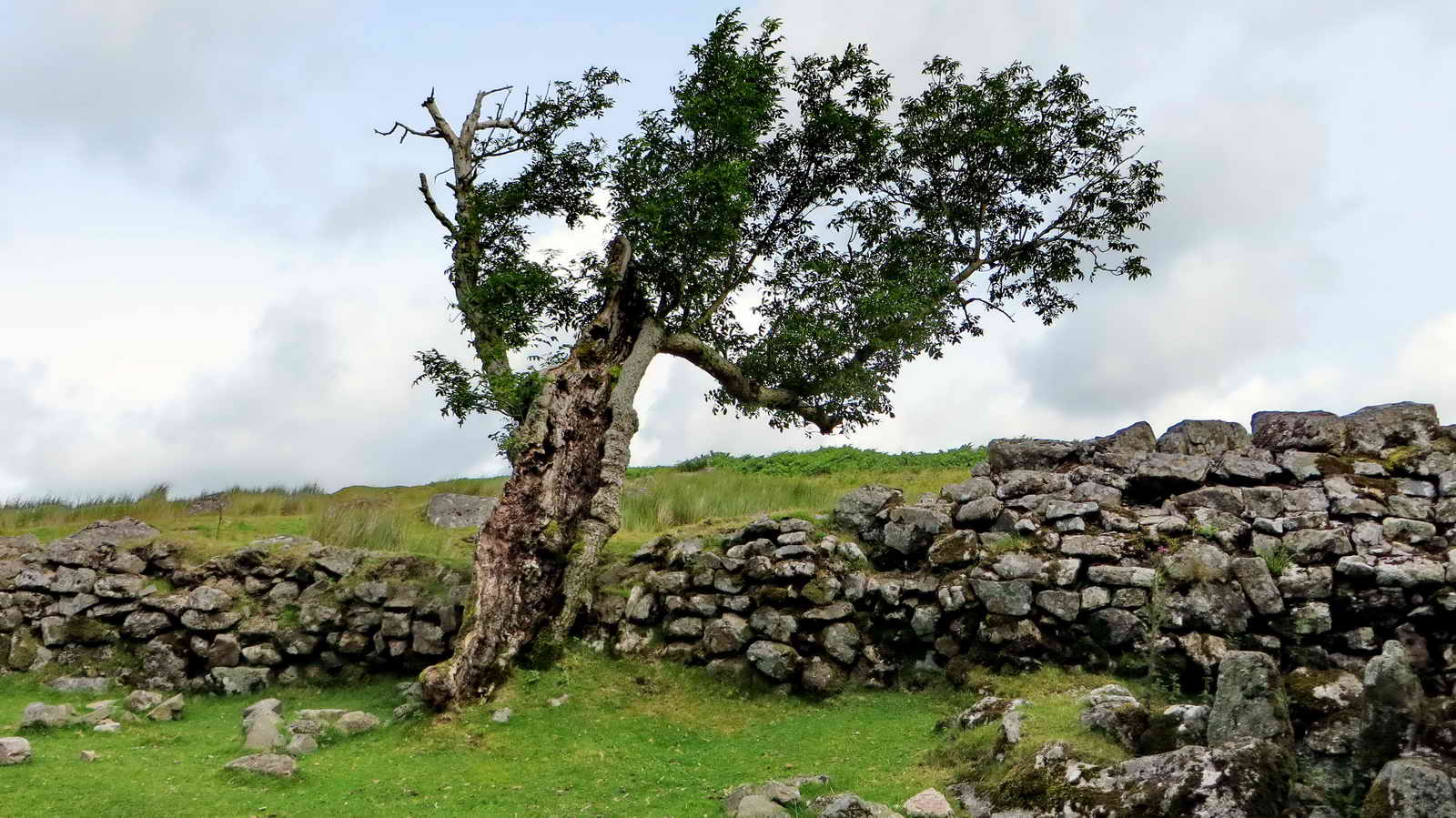 An old and weather-blasted Rowan