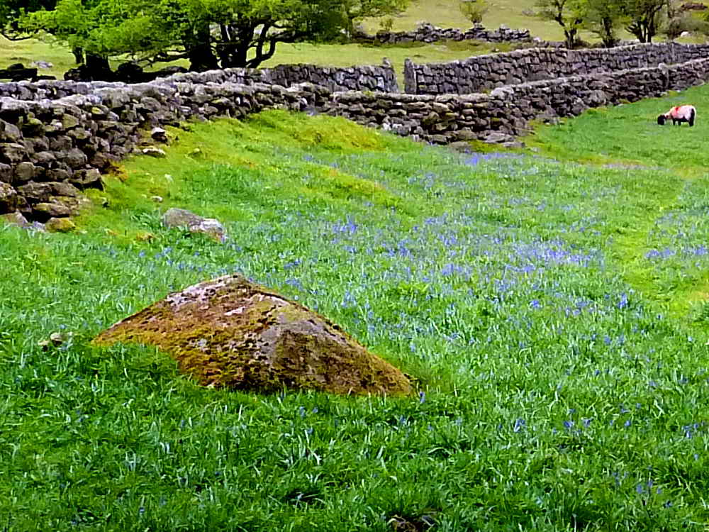 View back along Emsworthy Lane