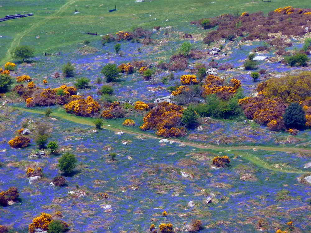 Some of the bluebells of Holwell Lawn, across the valley