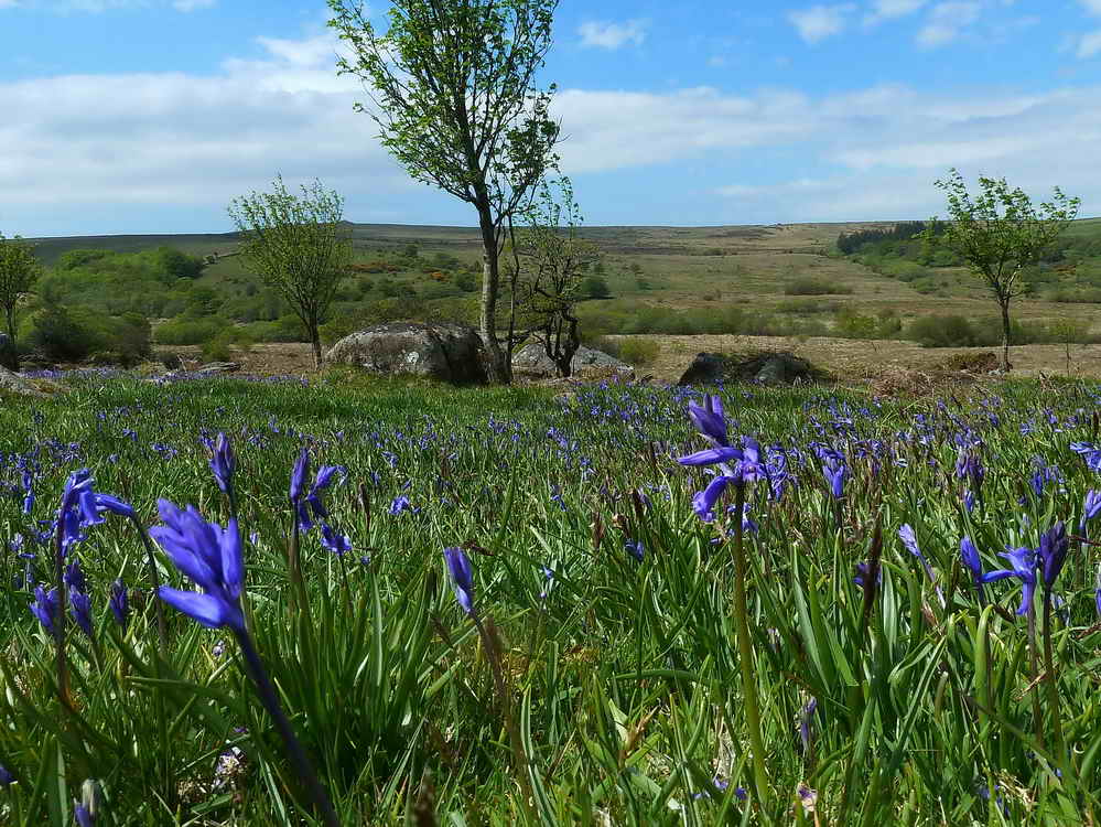 Bluebells at Emsworthy