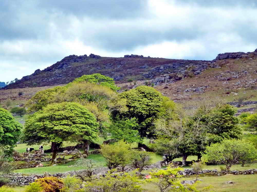 Looking across Emsworthy Farm to Holwell Tor