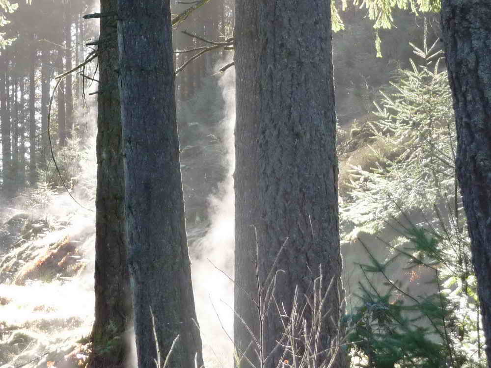 Winter sun warming frost on the trees