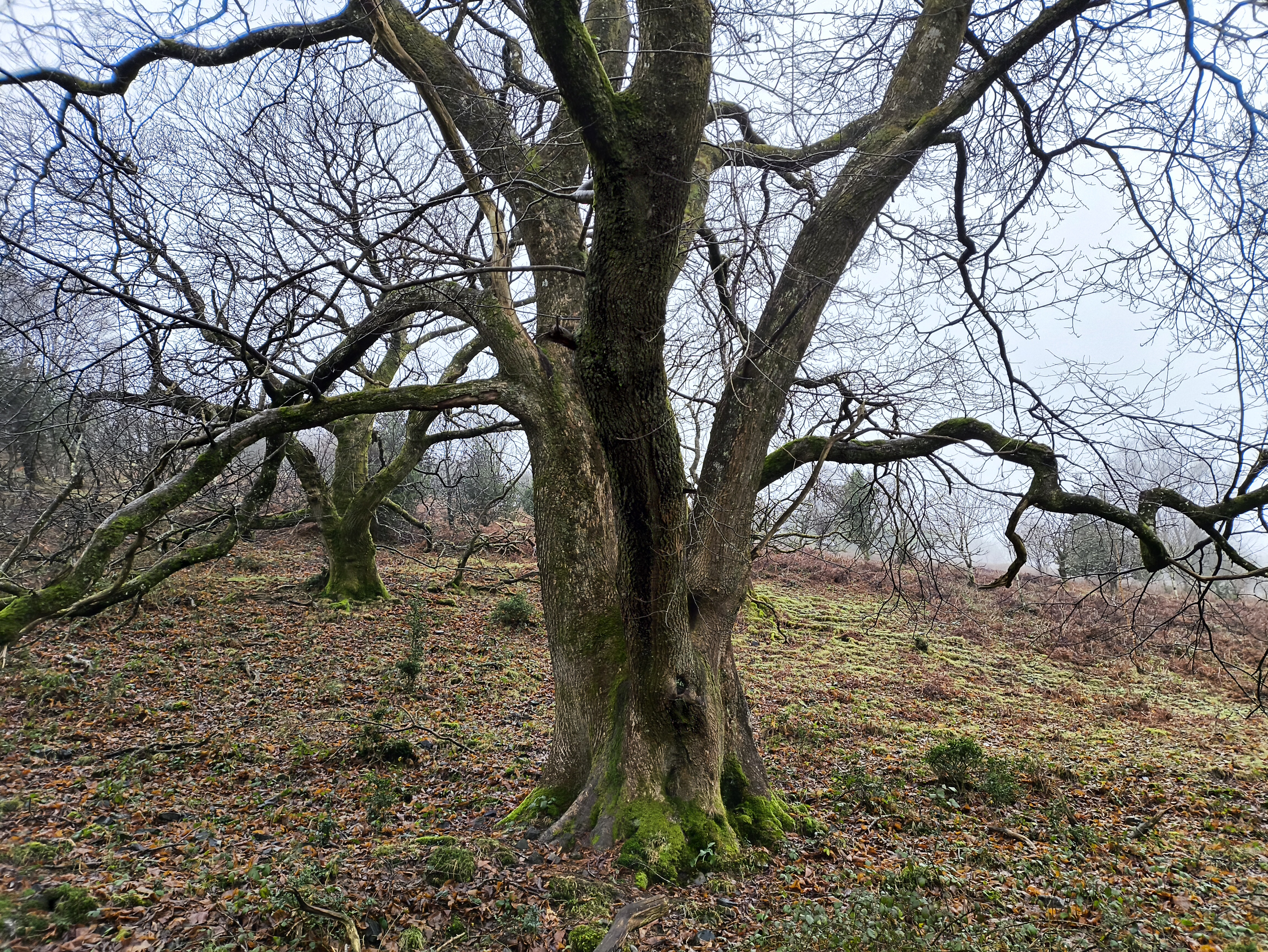 One of many fine trees