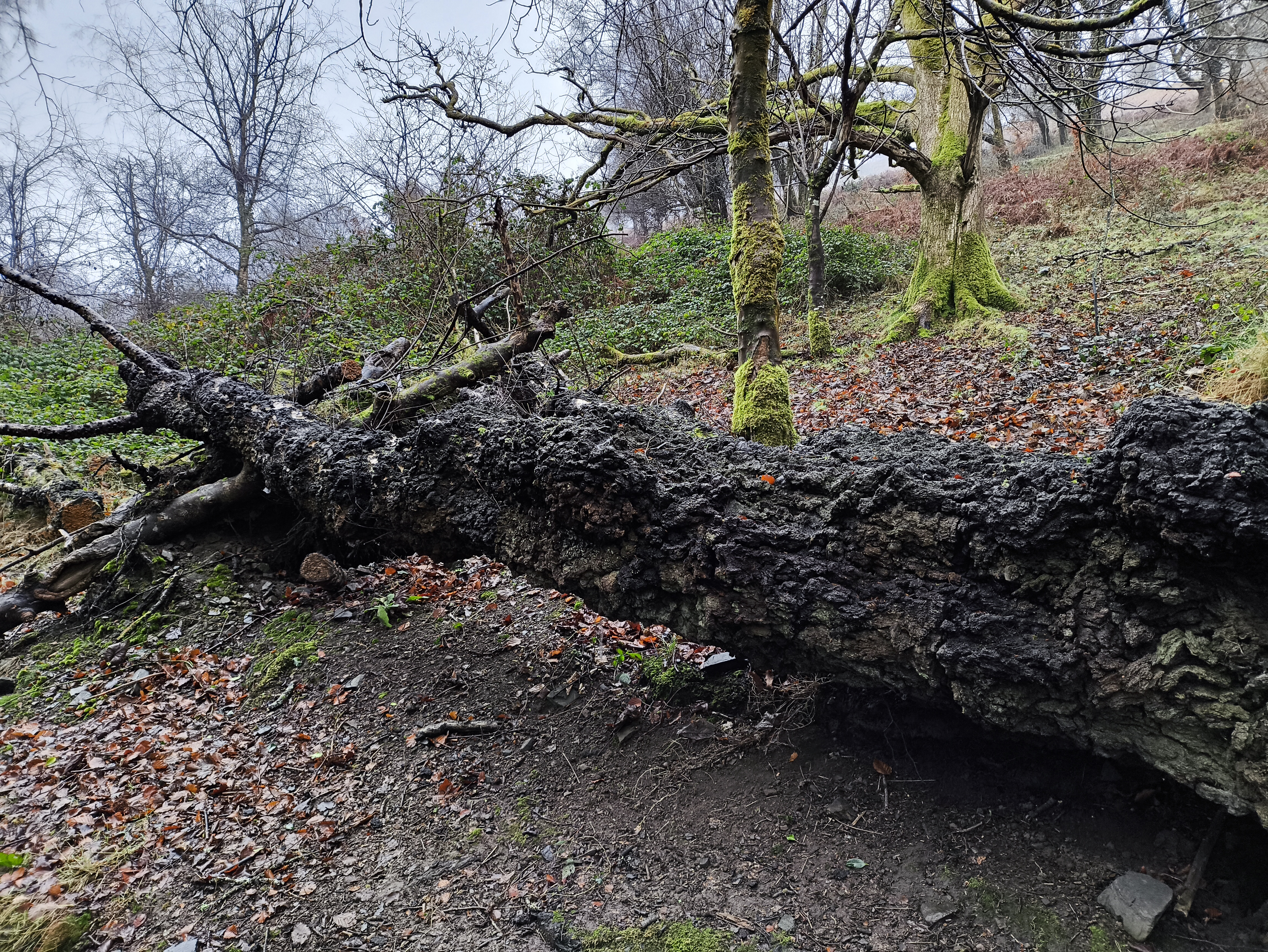 A very bumpy birch, now sadly a victim of wind