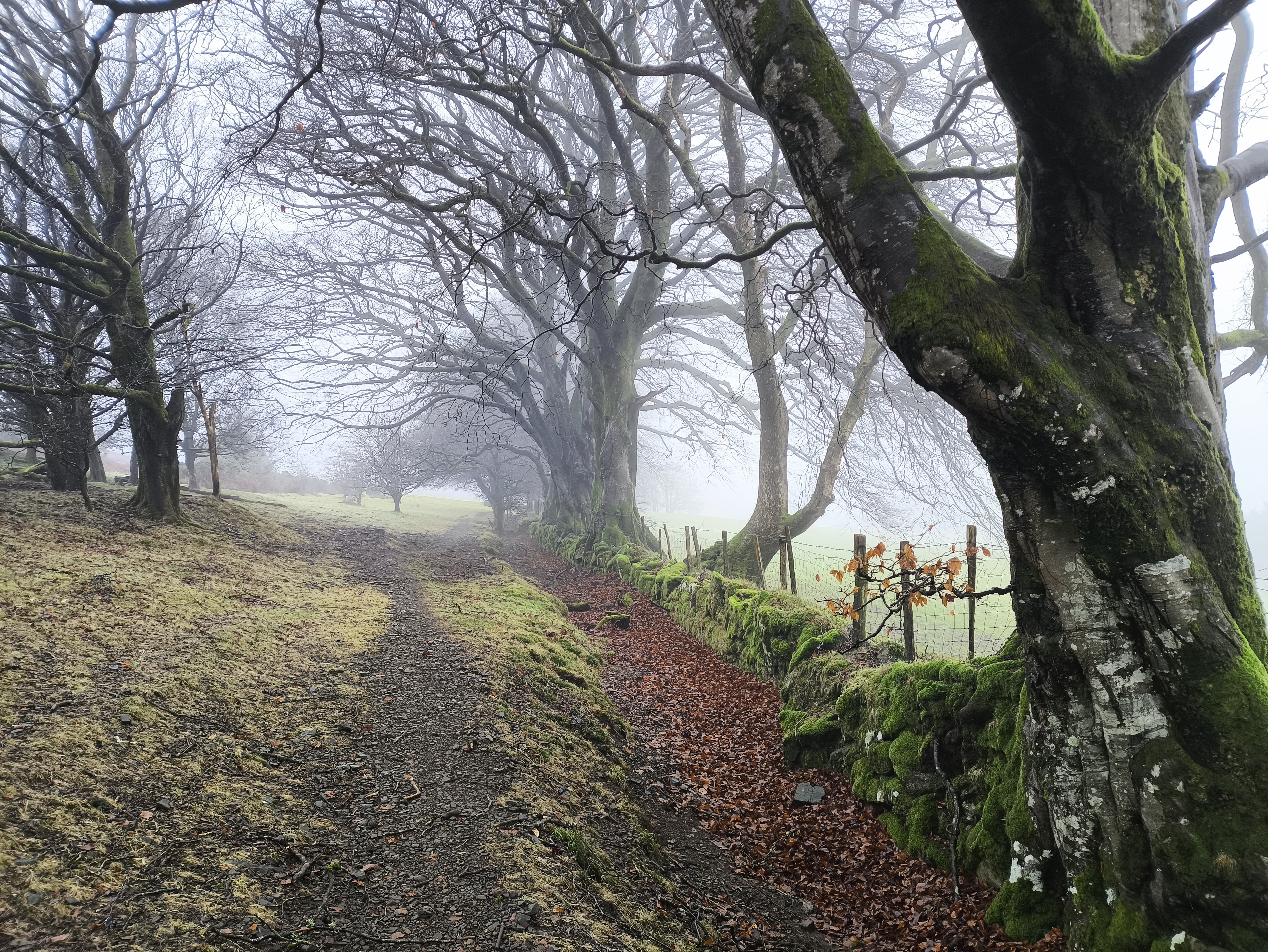 A magnificent row of Beech trees tops the wall