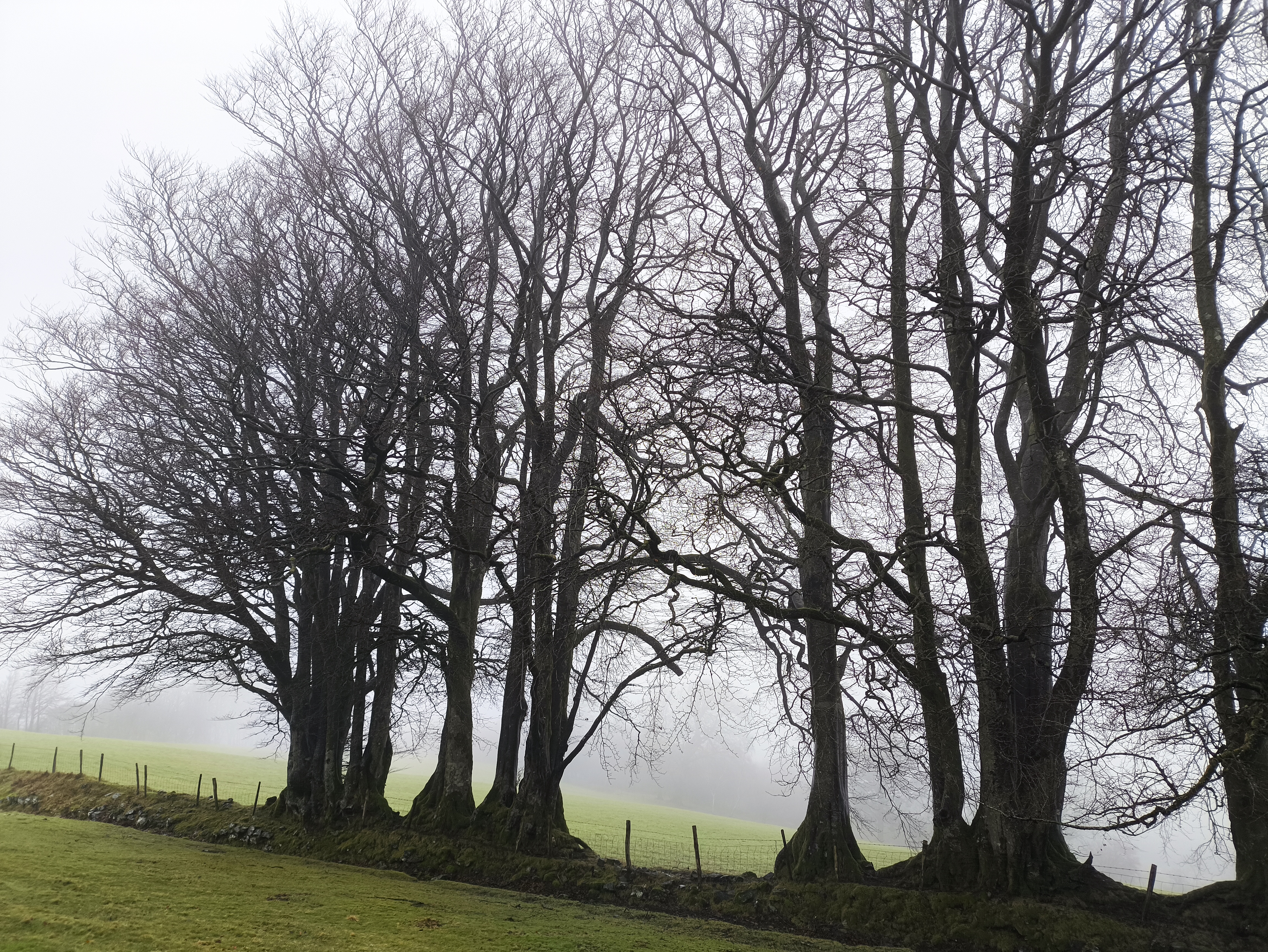 Another view of the Beeches