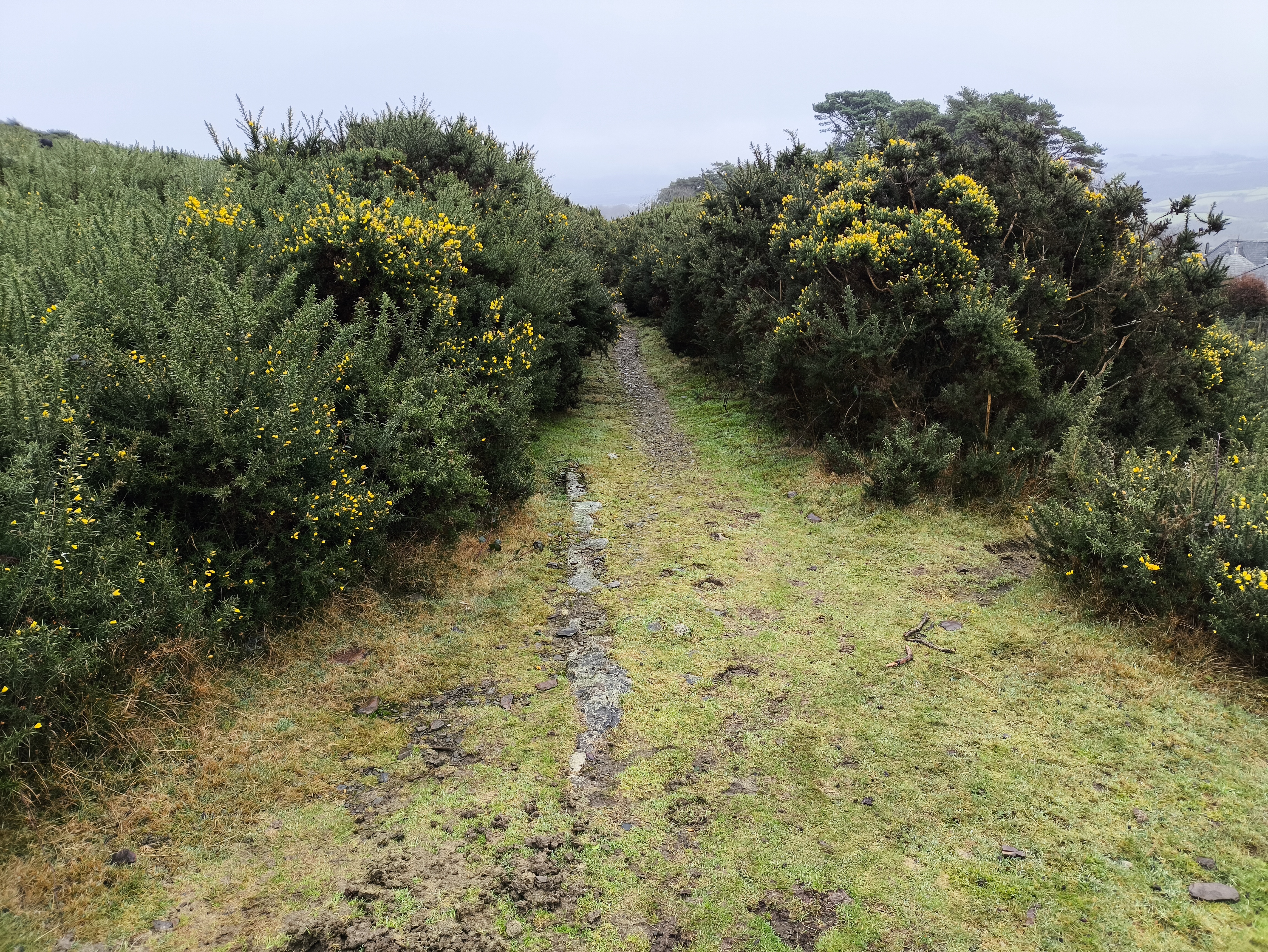 Occasional glimpses of rails through the turf