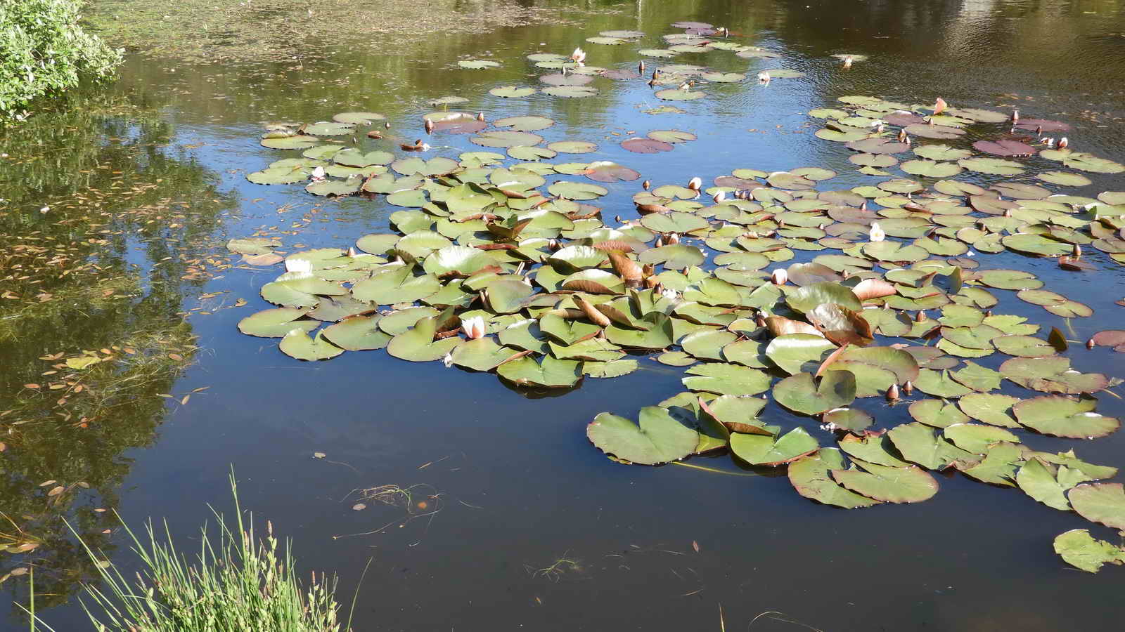 Water lilies