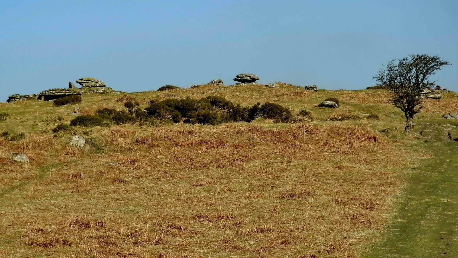 Looking ahead to the rocks of Cripdon Tor - the rock to the right of centre is said to be a logan stone (Hemery p.274)