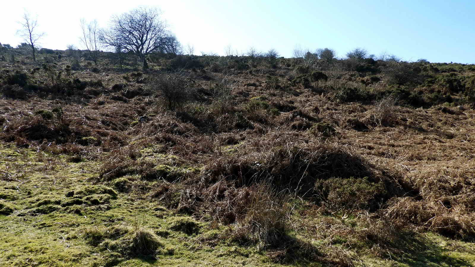 There is a very overgrown medieval longhouse at the bottom of the slope, with the lower end being at SX 73746 80258.