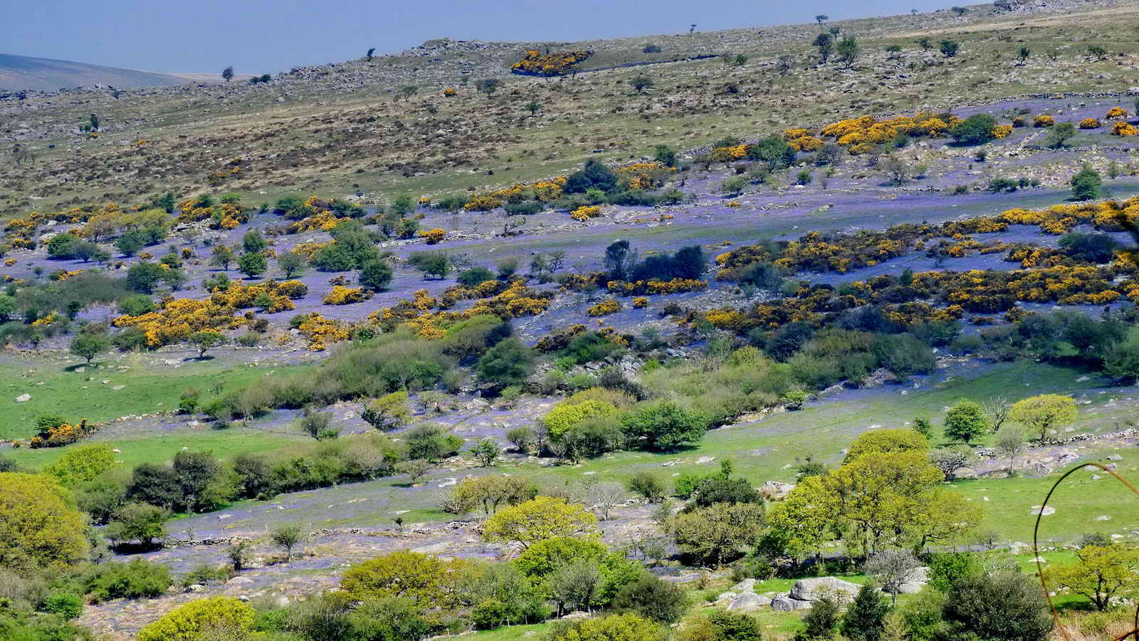 View North-West showing an impressive display of Bluebells