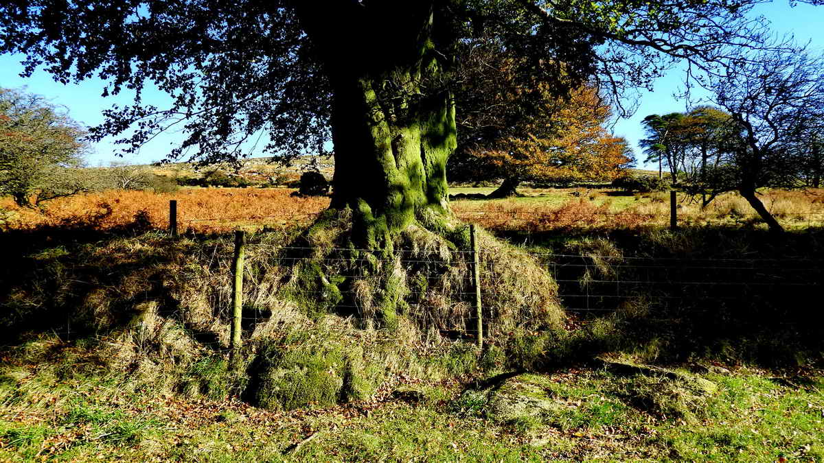 Possibly site of a cider crushing edge runner stone. SX 53506 84983