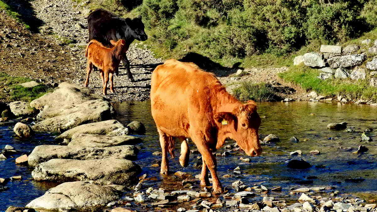 Preferring wet hooves to using the stepping stones