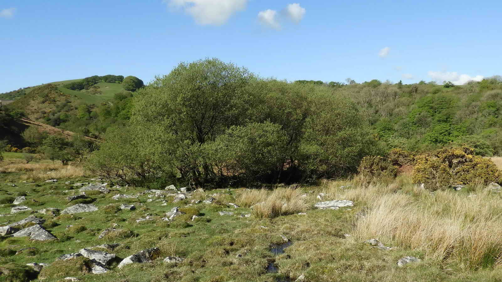 Trees growing in a pit. SX 56661 92136