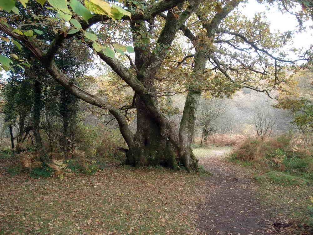 A bole made up of multiple trees