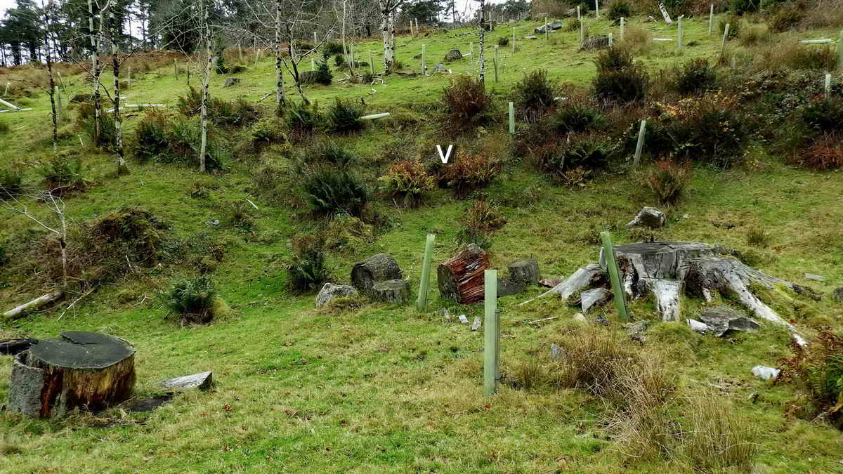 The famous Dartmoor Treacle Mine, hidden until recent tree felling. The entrance is marked by the white “v”