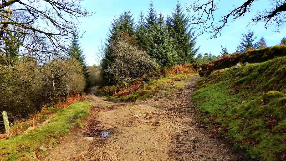 The track junction seen when coming from Leathertor Bridge: left goes to Riddipit and the bridlepath along the river out to the open moor; right goes to Keaglesborough Mine, Raddick Lane, Crazy Well Pool and beyond - including Older Bridge