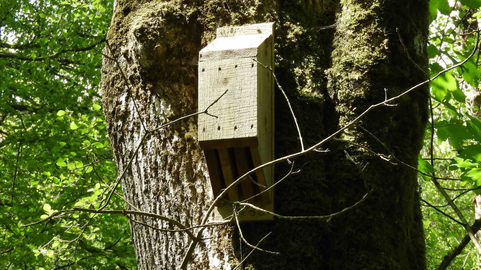 You may see bat boxes on the trees