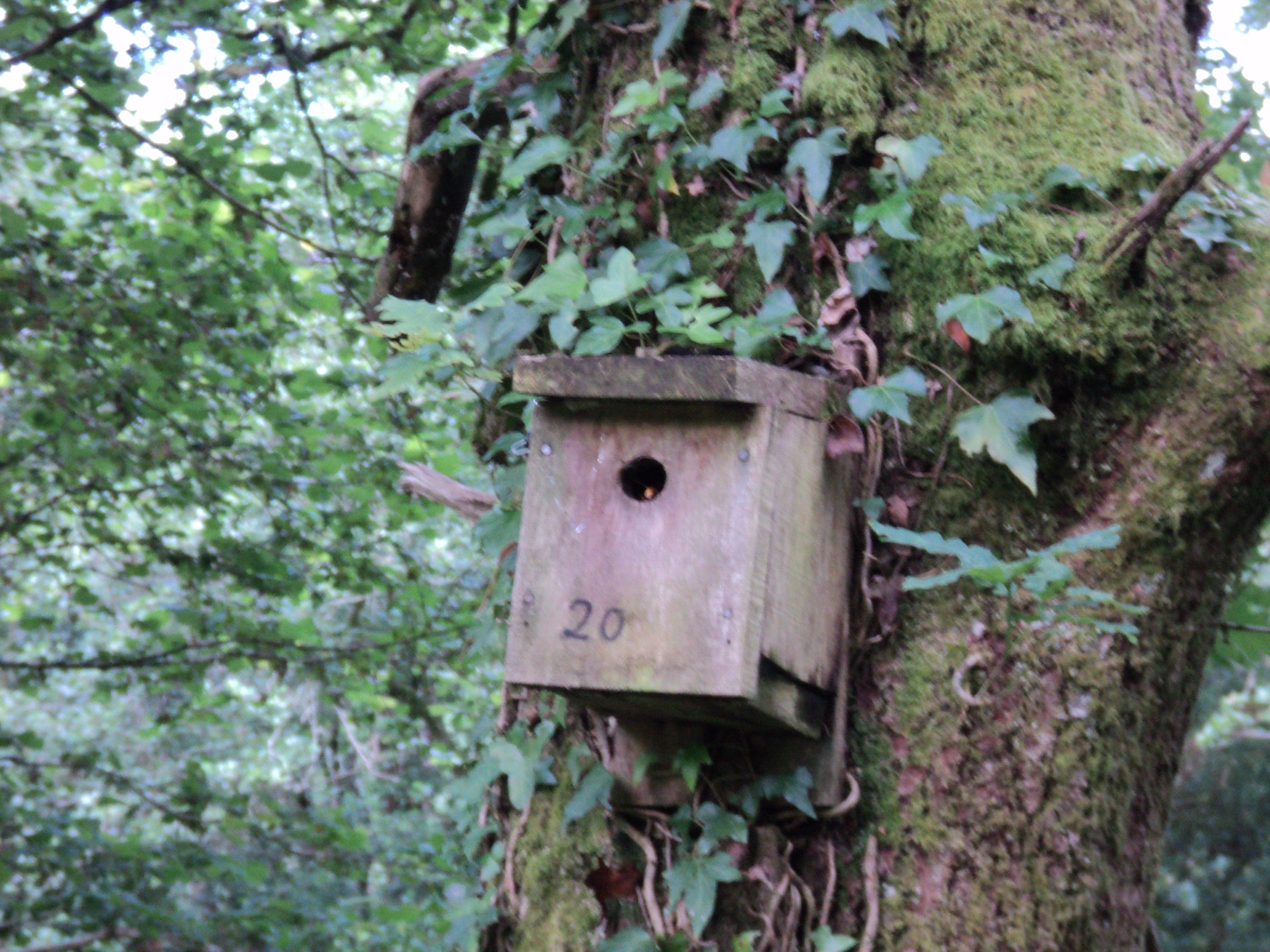 And bird boxes