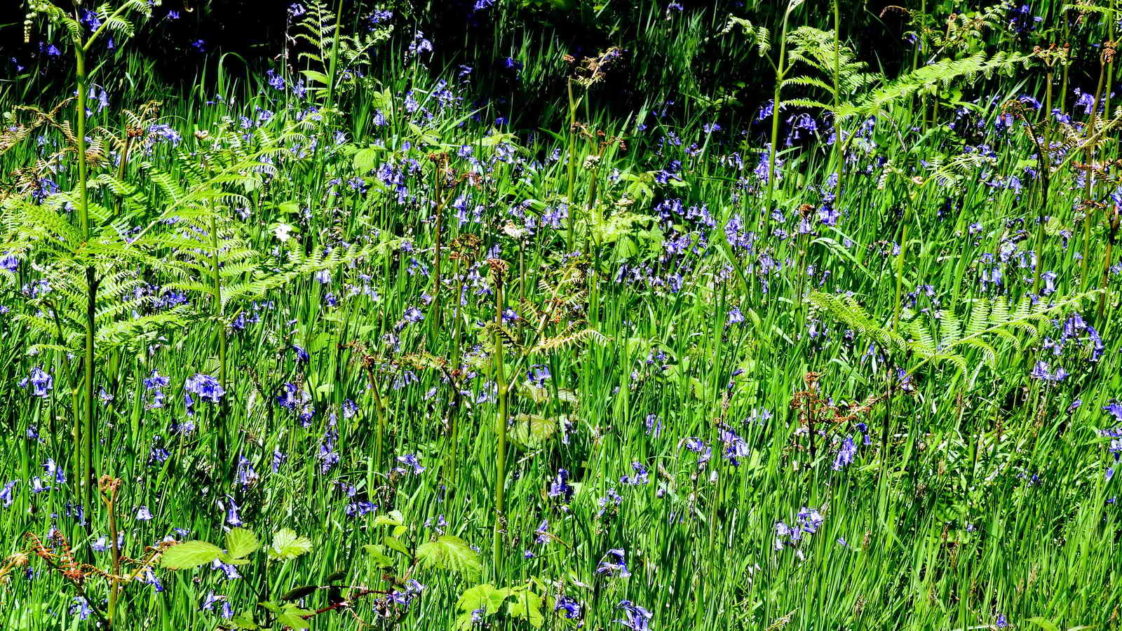 Bluebells amongst young bracken