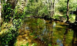 Featured image of post Pullabrook Woods