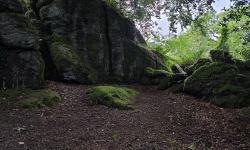 Featured image of post Shaptor Woods