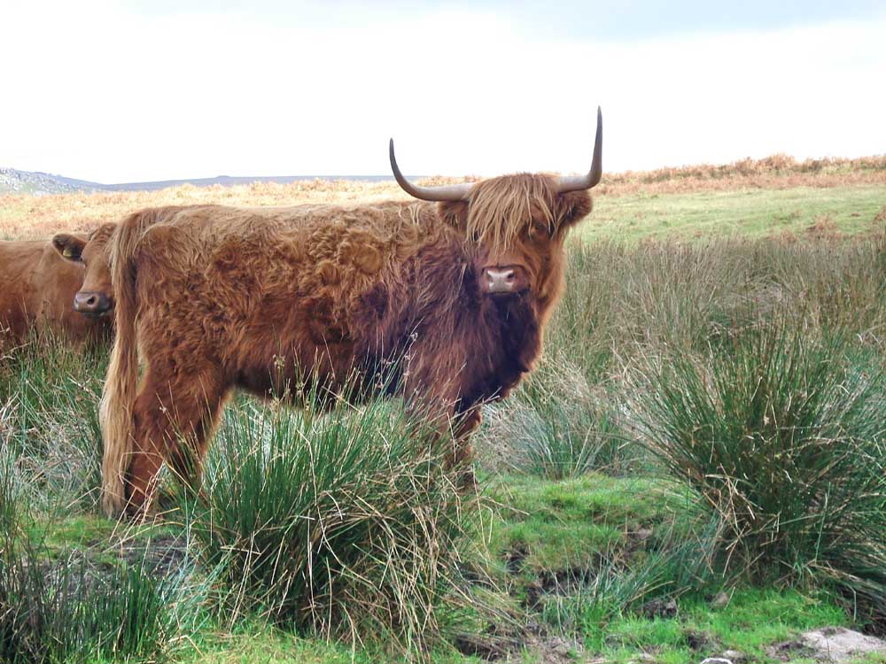 Highland Cow