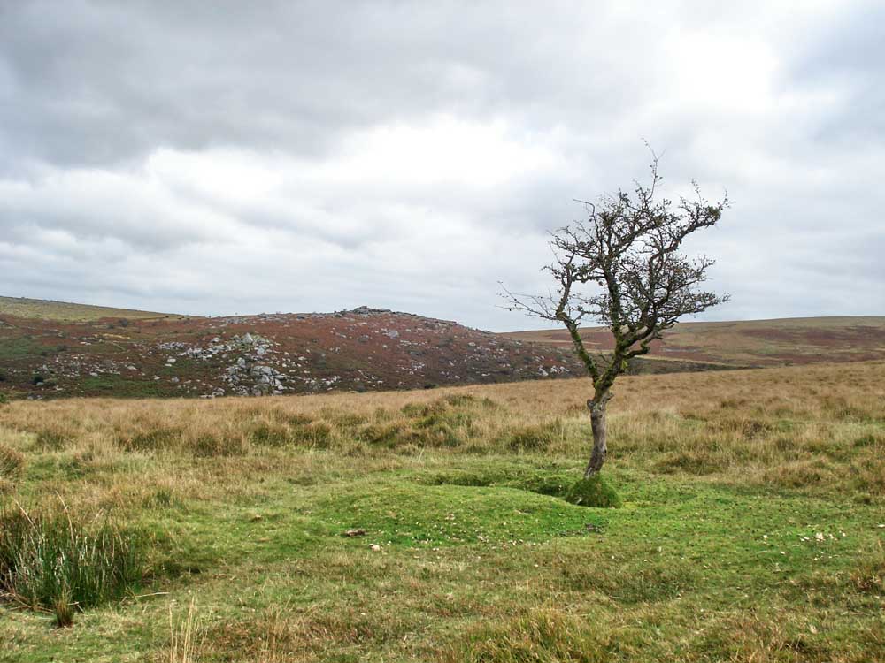 Combshead Tor from the cist. Elevation 371 metres (1217 feet)