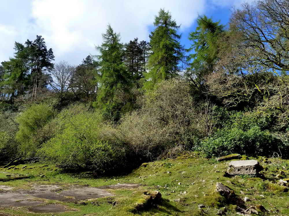 Conifers and shrubs encroaching on the foundations