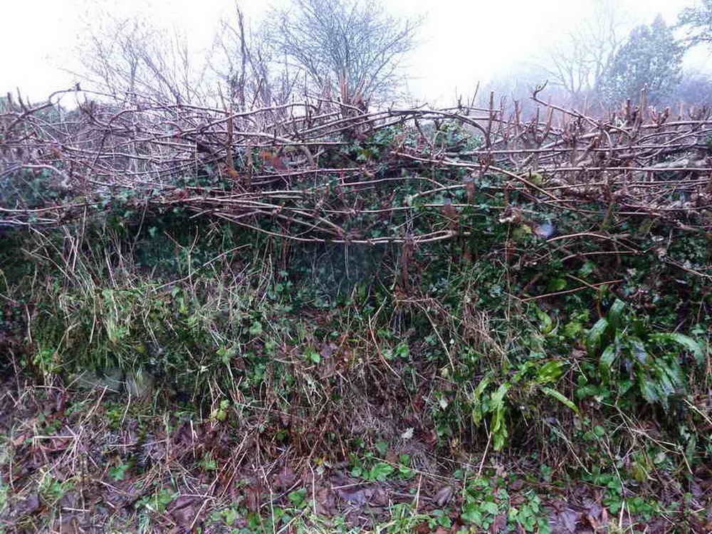 A recently “layered” hazel hedge, where small branches are half-severed, bent down and woven into a living hedge