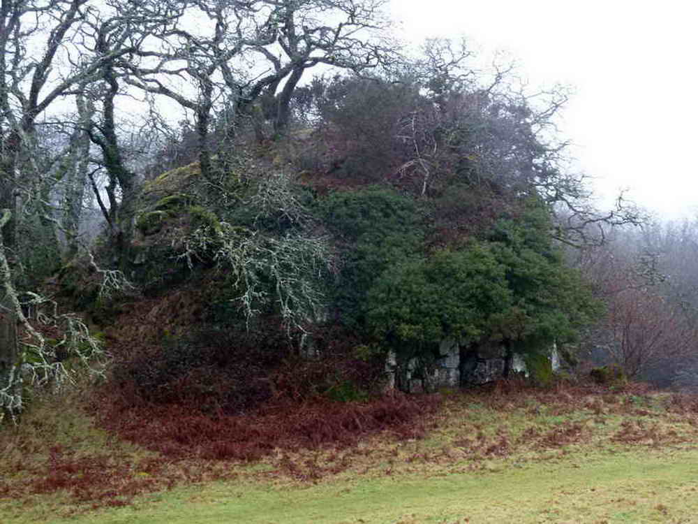 Longtimber Tor, an overgrown minor tor in the valley floor, SX 5094 7825