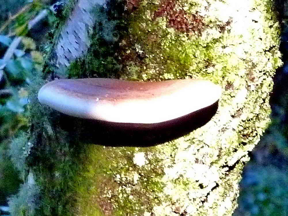 Bracket fungus, photographed at fairly long range for my camera