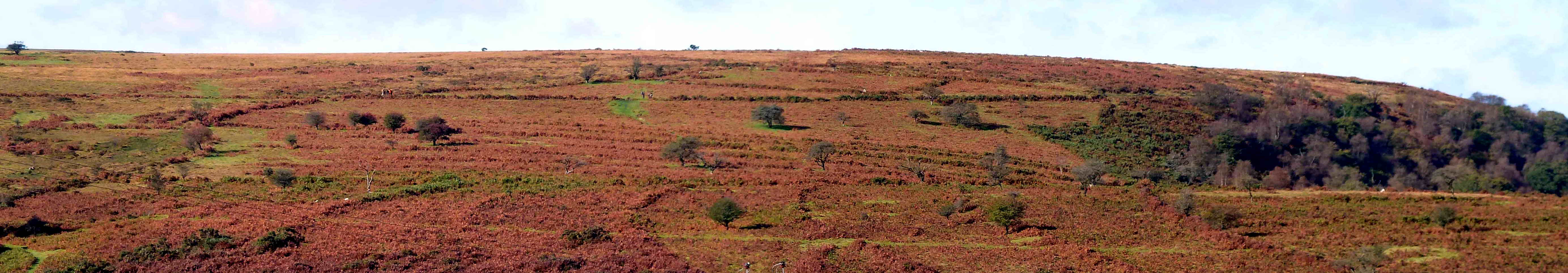 Looking in a westerly direction at old field systems - there are both “square” and strip fields to be seen on closer inspection