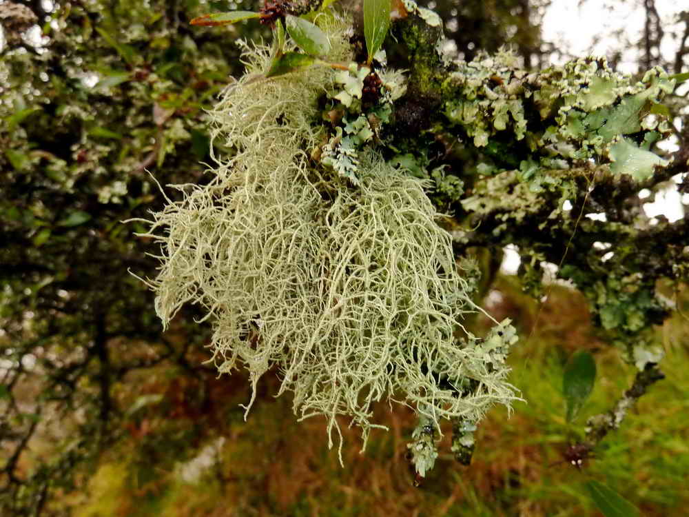 An Usnea-type lichen