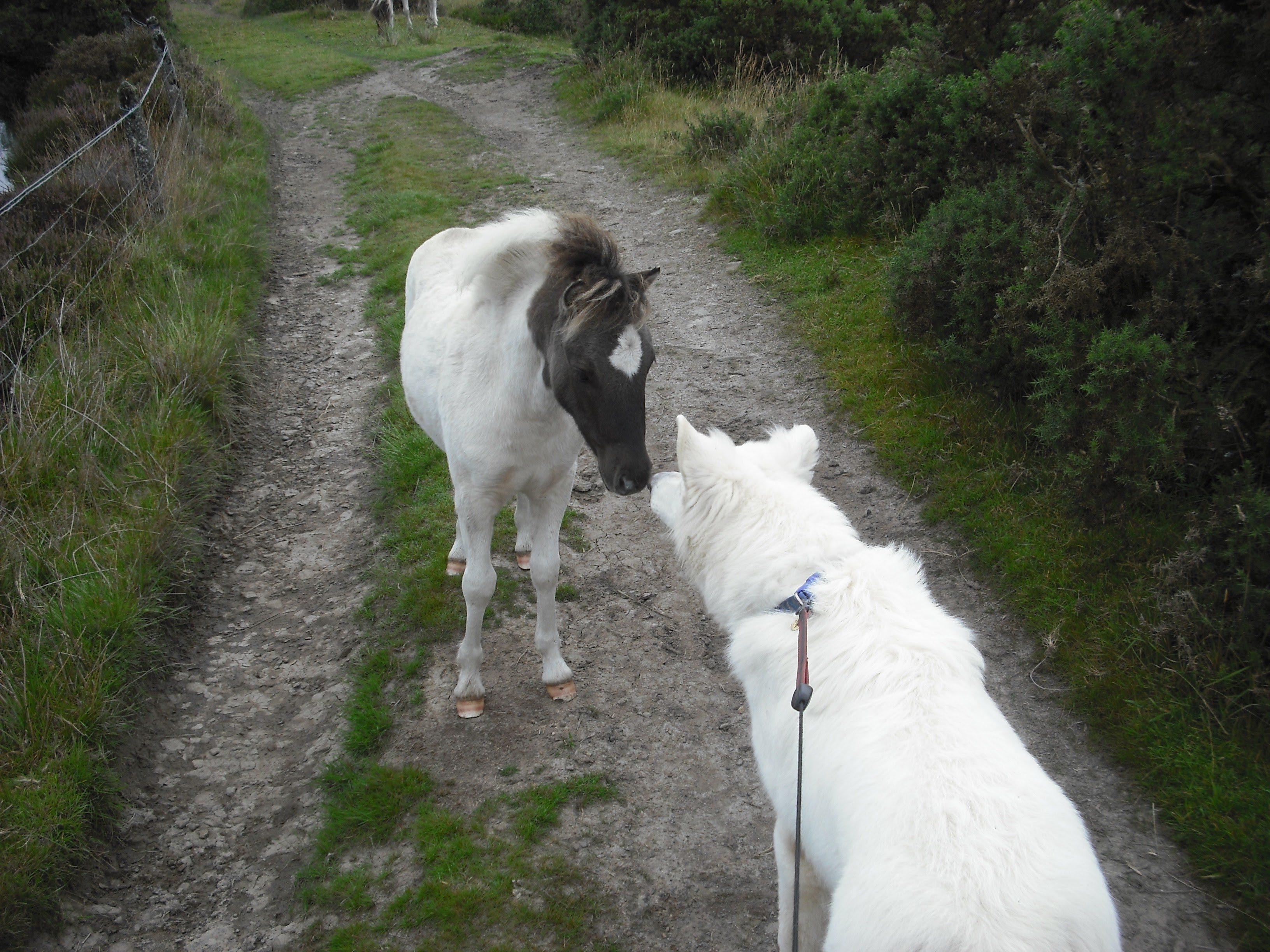 Simon’s dog, Luka, meeting a very brave Dartmoor Hill Pony foal