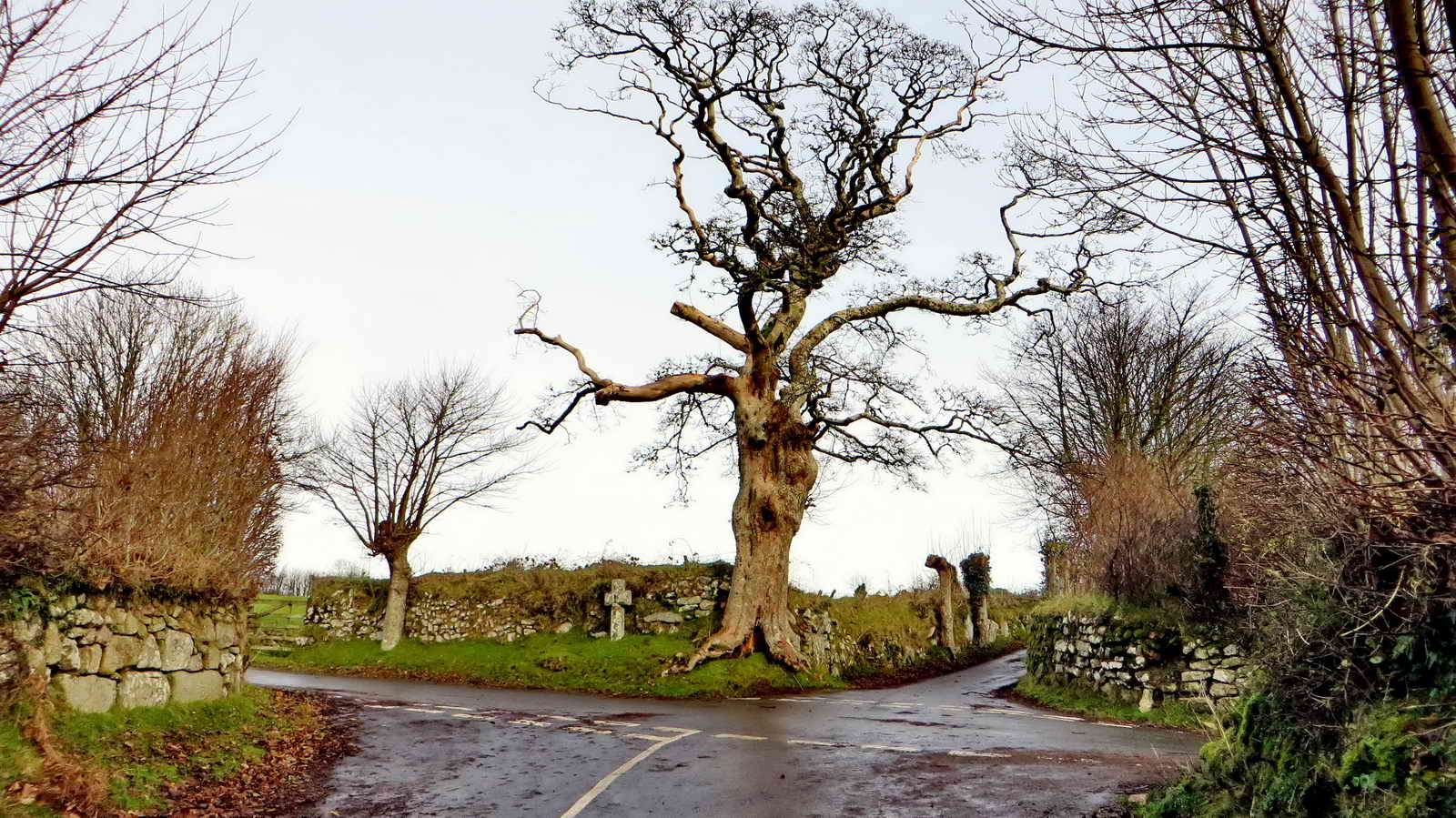 A once mighty Oak stands still dominated this crossroads