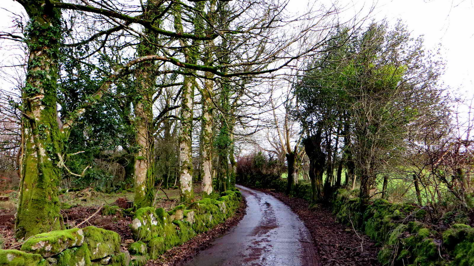 A row of equally spaced Sycamores, suggesting deliberate planting