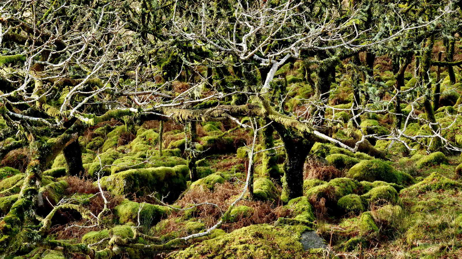 Wistman's Wood via Crockern and Littaford Tors