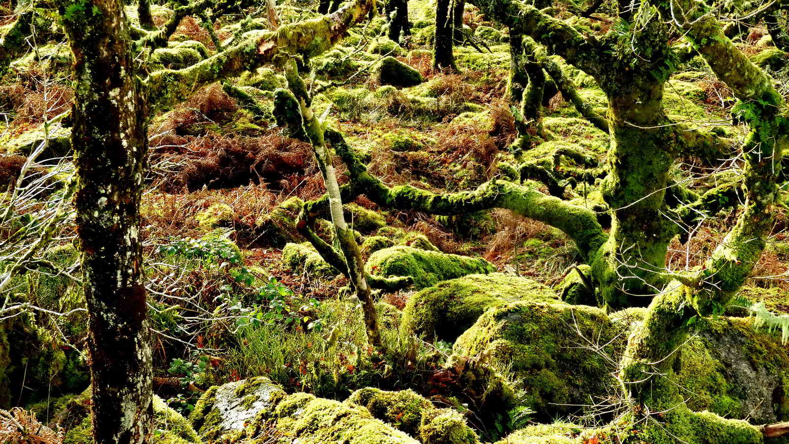 Wistman's Wood via Crockern and Littaford Tors