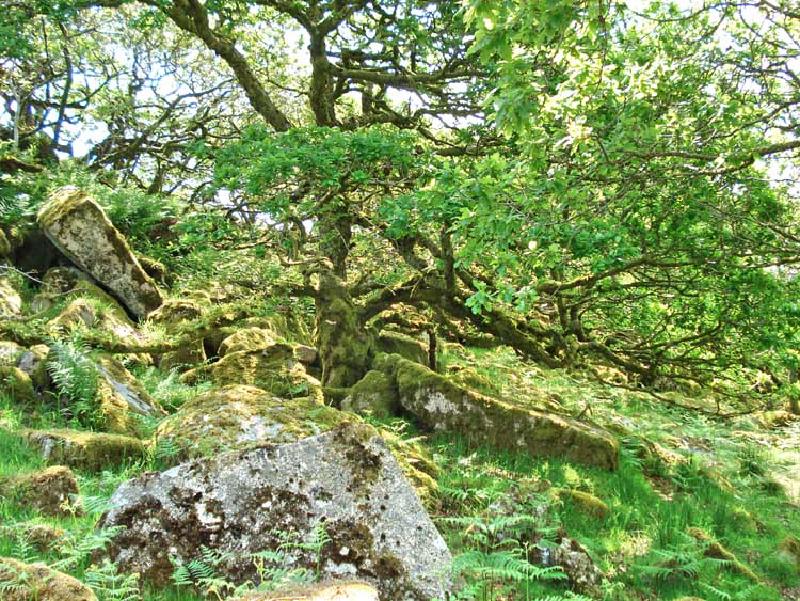 Featured image of post Wistman's Wood via Crockern and Littaford Tors