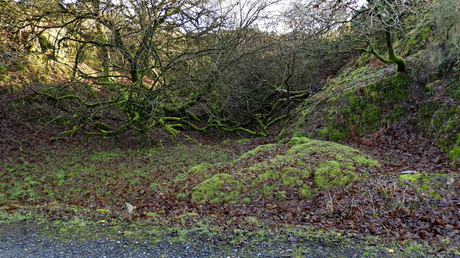 This photograph is taken from the old tramway / road that runs from the field gate shown above to an area of railway that will be seen below. It shows one end of the gully / gert of the old Meavy Iron Mine