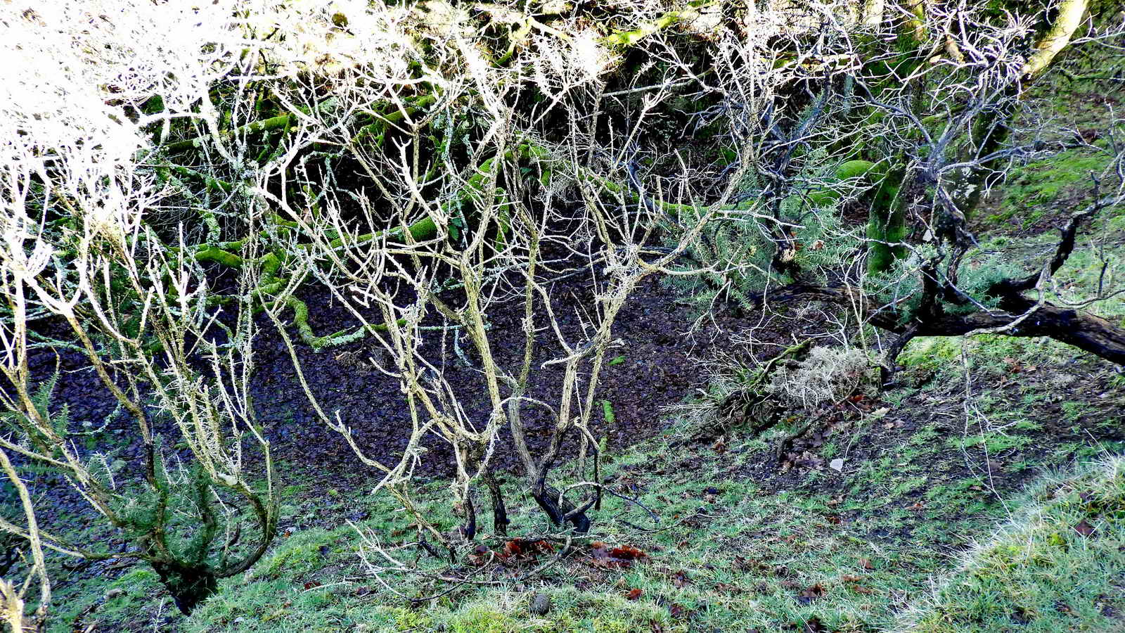 This is looking down into a deep pit upslope in which tall trees are almost hidden from view. There is an area further up on the Down at SX 54507 68263 where there are two pools and perhaps capped shafts from later trials