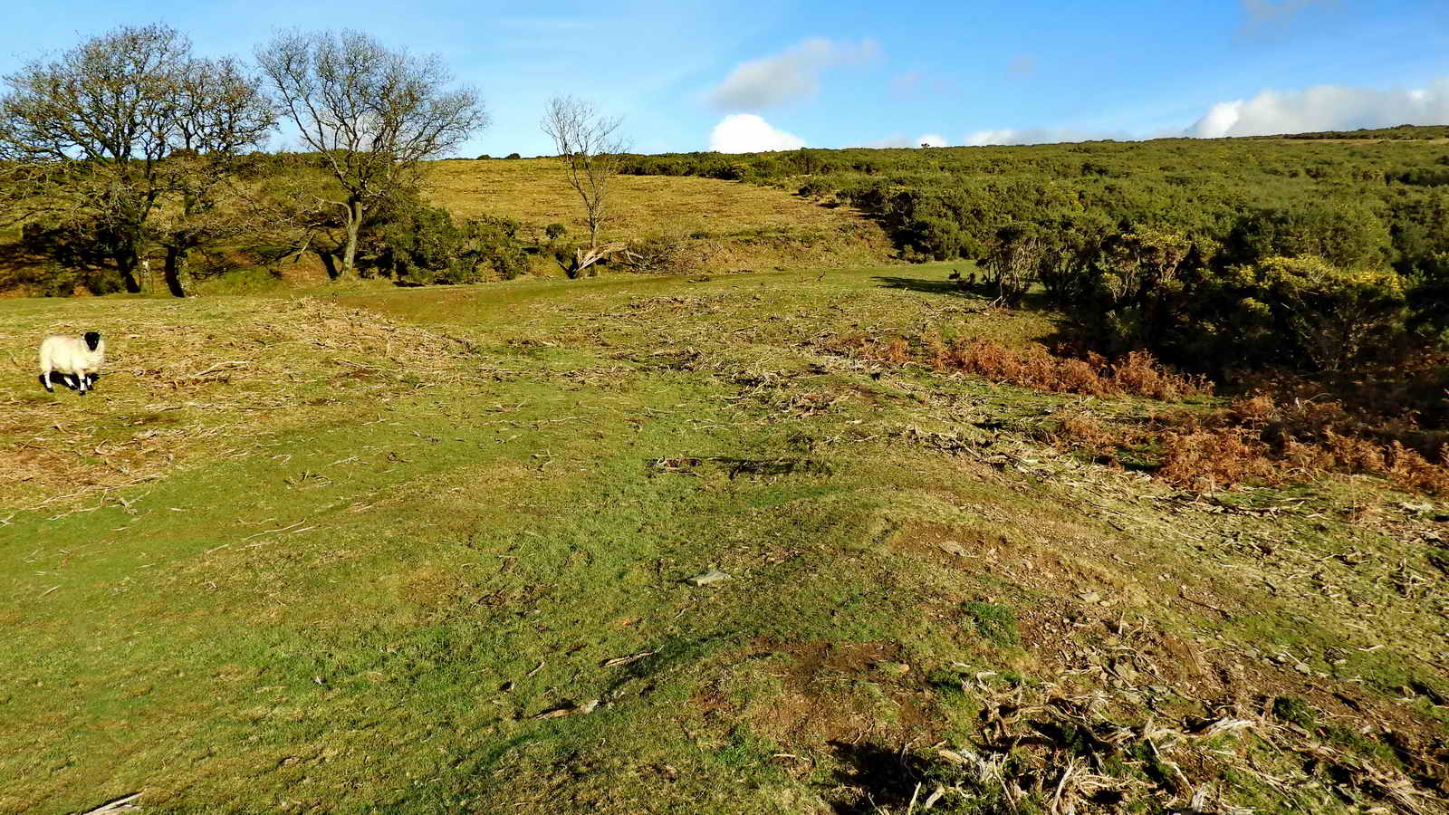 These are the trees where the steam railway ran from left (beside the trees) to right towards Princetown after the horse tramway ran from left to right but then looped back left again to run up past the quarry to Princetown