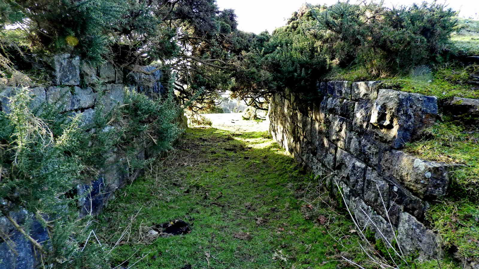 A cow or pony’s eye view of the creep under, at SX 54600 67800, much larger than a sheep creep