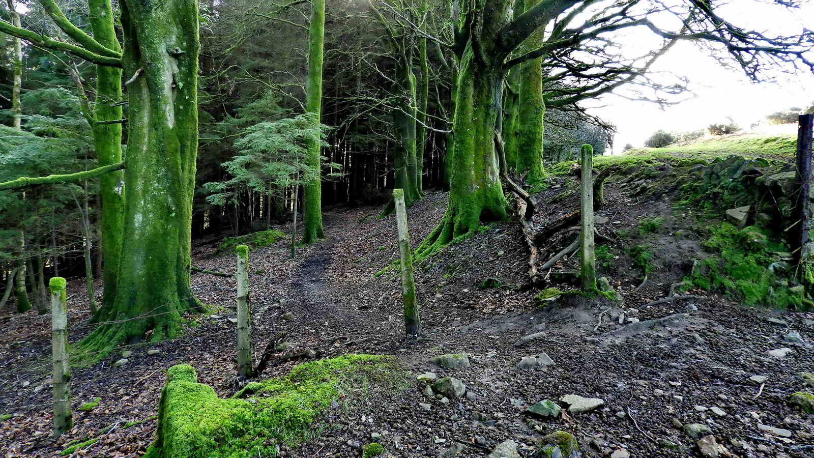 Looking back at SX 55035 68676, at the wood located behind the iron mine sett boundary stone. Down the slope from here, the route of the 1883 steam railway could be seen, now a cycle track