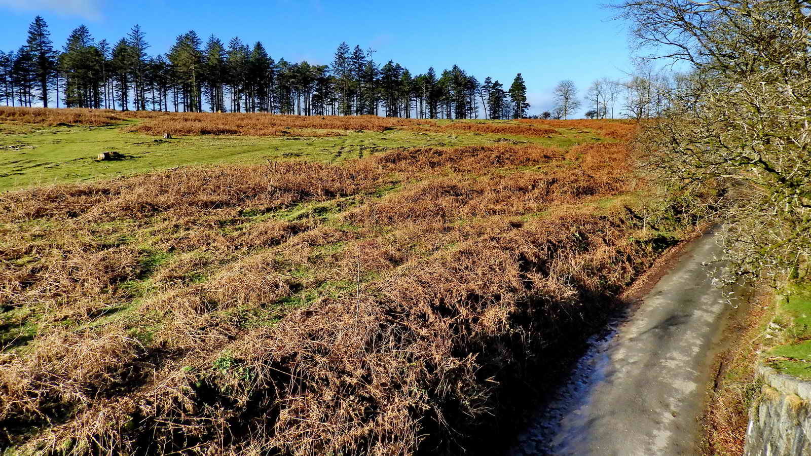 The Lowery Cross trees, the car park is at the righthand end of them