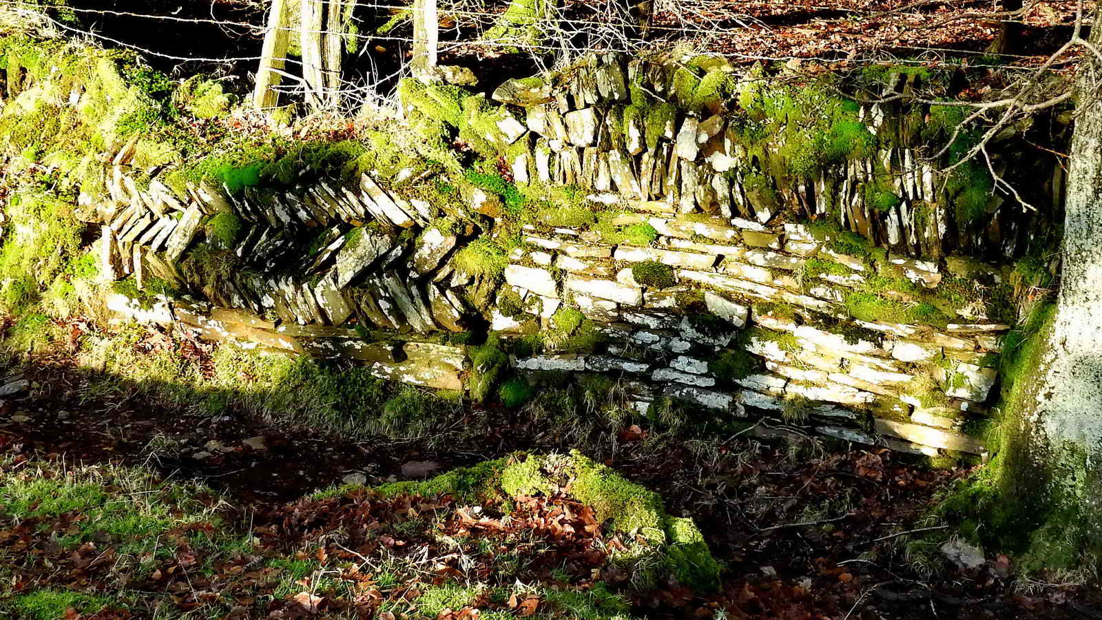 An example of walling where the local slate is used. This is very different to many Dartmoor walls that are built of granite